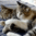 catlove