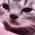 1catcry 1catcry
