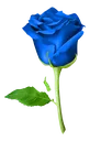Bluerose2 Bluerose2