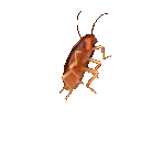 DancingCrab