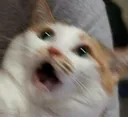 shocked_cat