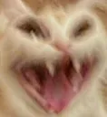 HAHACAT