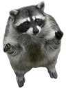 flyRaccoon