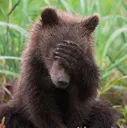 facepalmbear