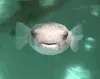 fishey
