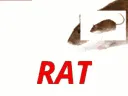 MA_RAT