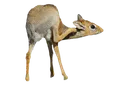 DikDik2