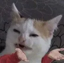 1meowtf