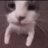 gKittyKiss