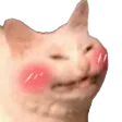 cat1_blush