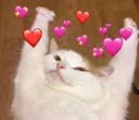 cat_love
