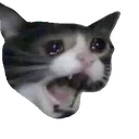 AU_AAAAAAA_catto
