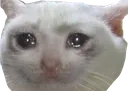 sadcat