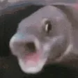 PogFish