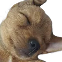 BooSleeper