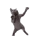 dancingkitty