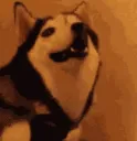 confuseddoggo