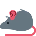 rat_ear