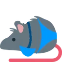 rat_bikini rat_bikini
