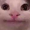 PoliteCat