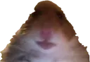 hamster_look