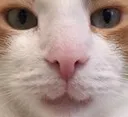 jimface jimface
