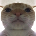 kittyum Discord emoji