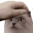 nyxpat