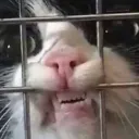 trappedcatangery