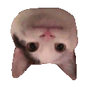 catto Discord emoji