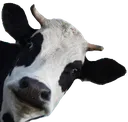 cowpeek