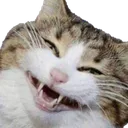 grincat