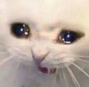 catsad Discord emoji