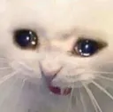 catsad