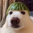 WotormalonDoggeh WotormalonDoggeh
