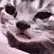 saddestcat