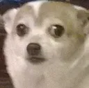 awkwardDog