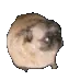 doguinhokkkkkkkkkkkk