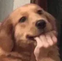 ohnodog