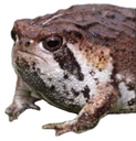 doomfrog