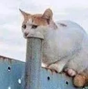 cat Discord Emoji
