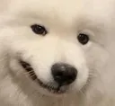 smiledog