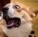waaahdog