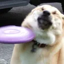 ouchdoggo ouchdoggo