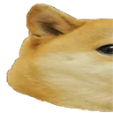 doge1