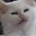 _Cat_Bruh