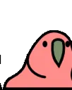 Congaparrot