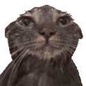 wetcat Discord emoji