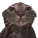 wetcat