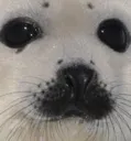 seal